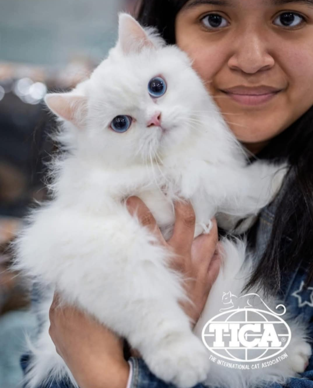 Minuet kitten
