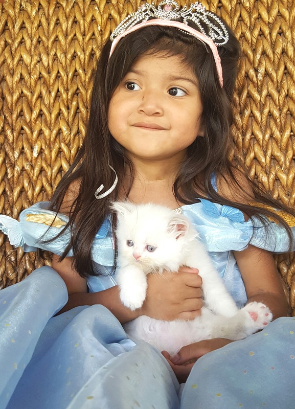 White Minuet kitten