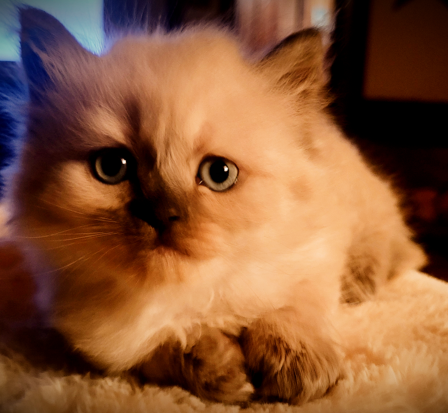 Fluffy Minuet kitten