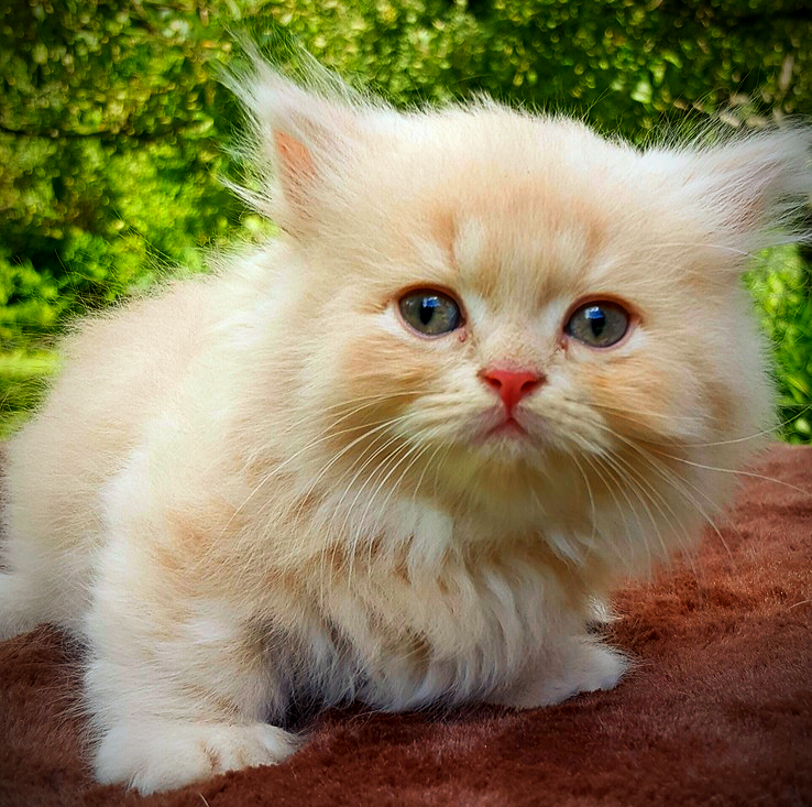 Minuet kitten at the cattery